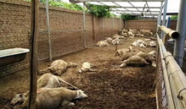 羊圈吃瓜爆料图片大全集,揭秘娱乐圈幕后真相图片大全集